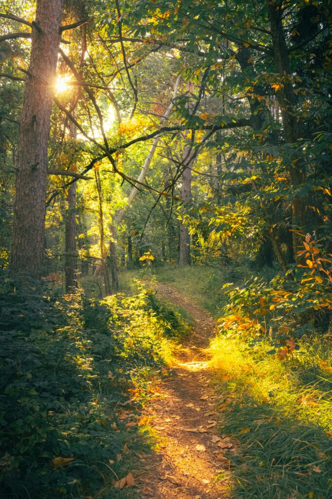 Sentiero nel bosco attraversato dalla luce