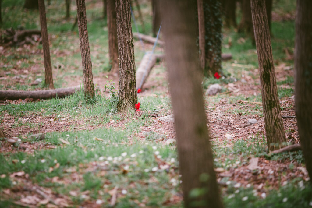 Alberi e sottobosco durante un’attività all’aperto